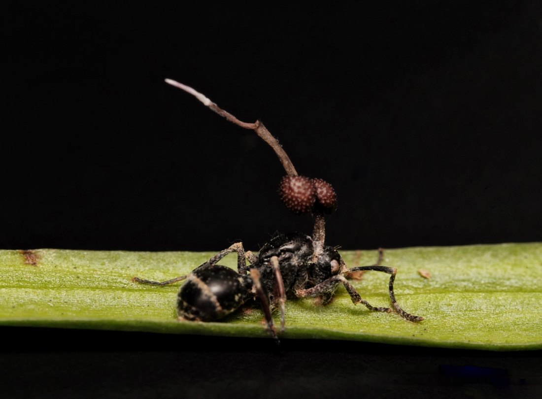 葉の上でチクシトゲアリから伸びる Ophiocordyceps ootakii